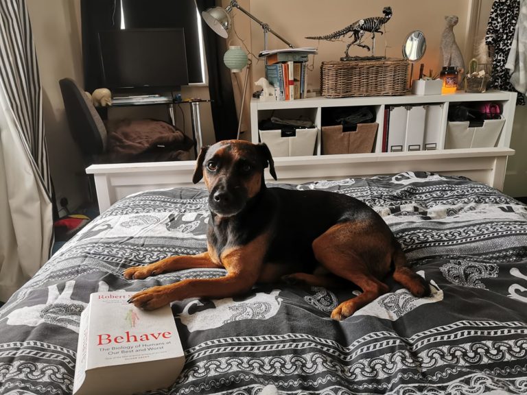 A black and tan Patterdale terrier sat on a bed with his front paw on the book "Behave" by Robert Sapolsky.