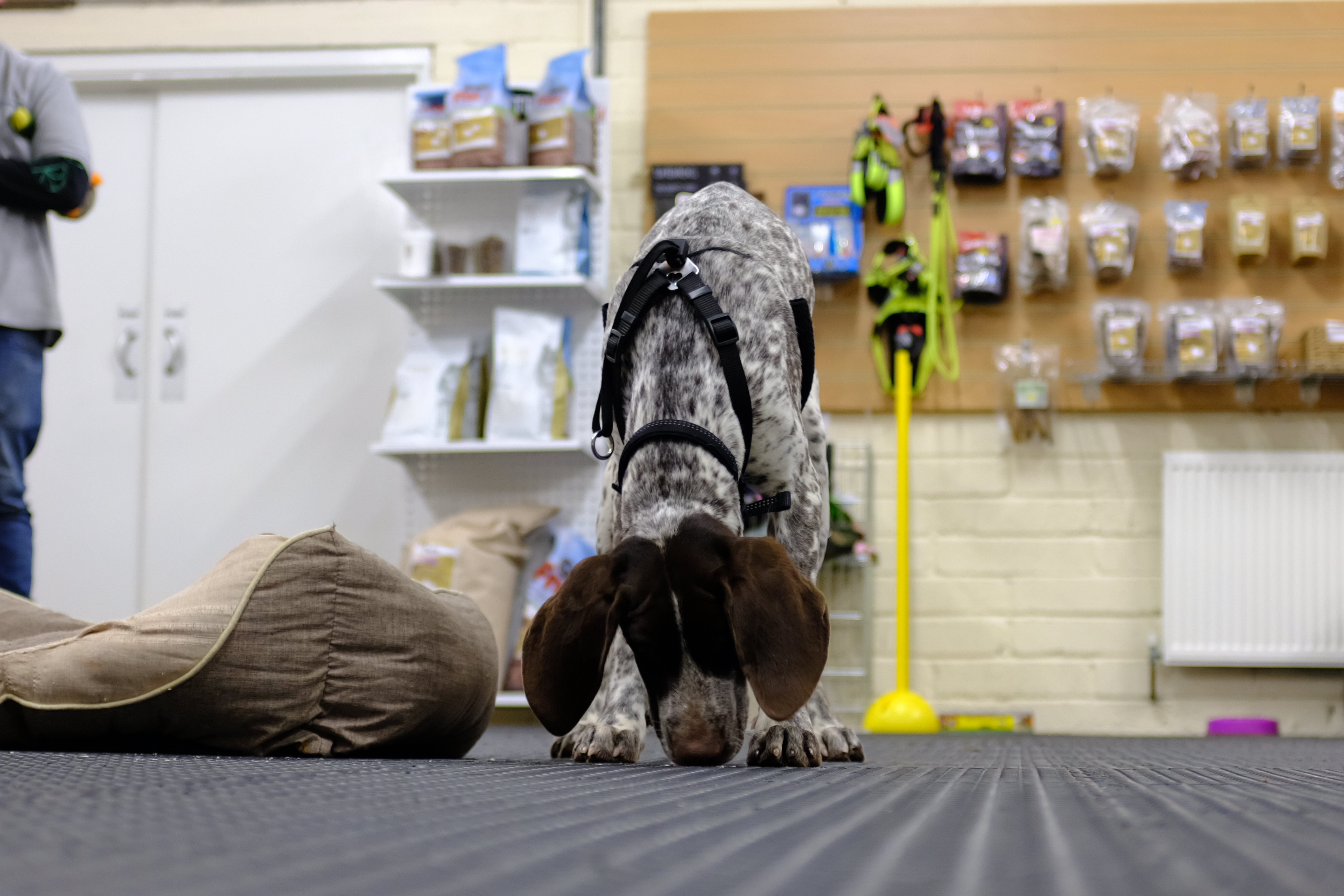 A liver German Shorthaired Pointer puppy sniffing the floor very intently.