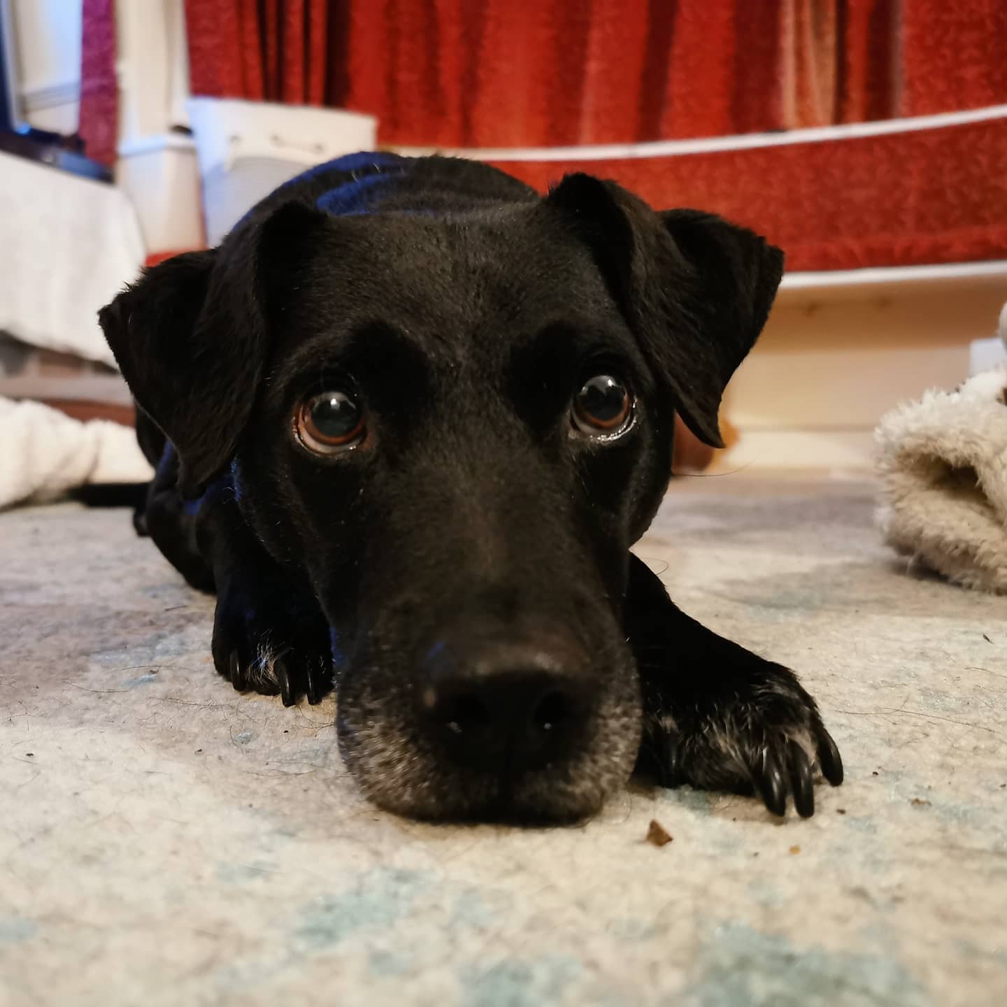 A black Patterdale terrier laying down with his chin on the floor staring into the camera.