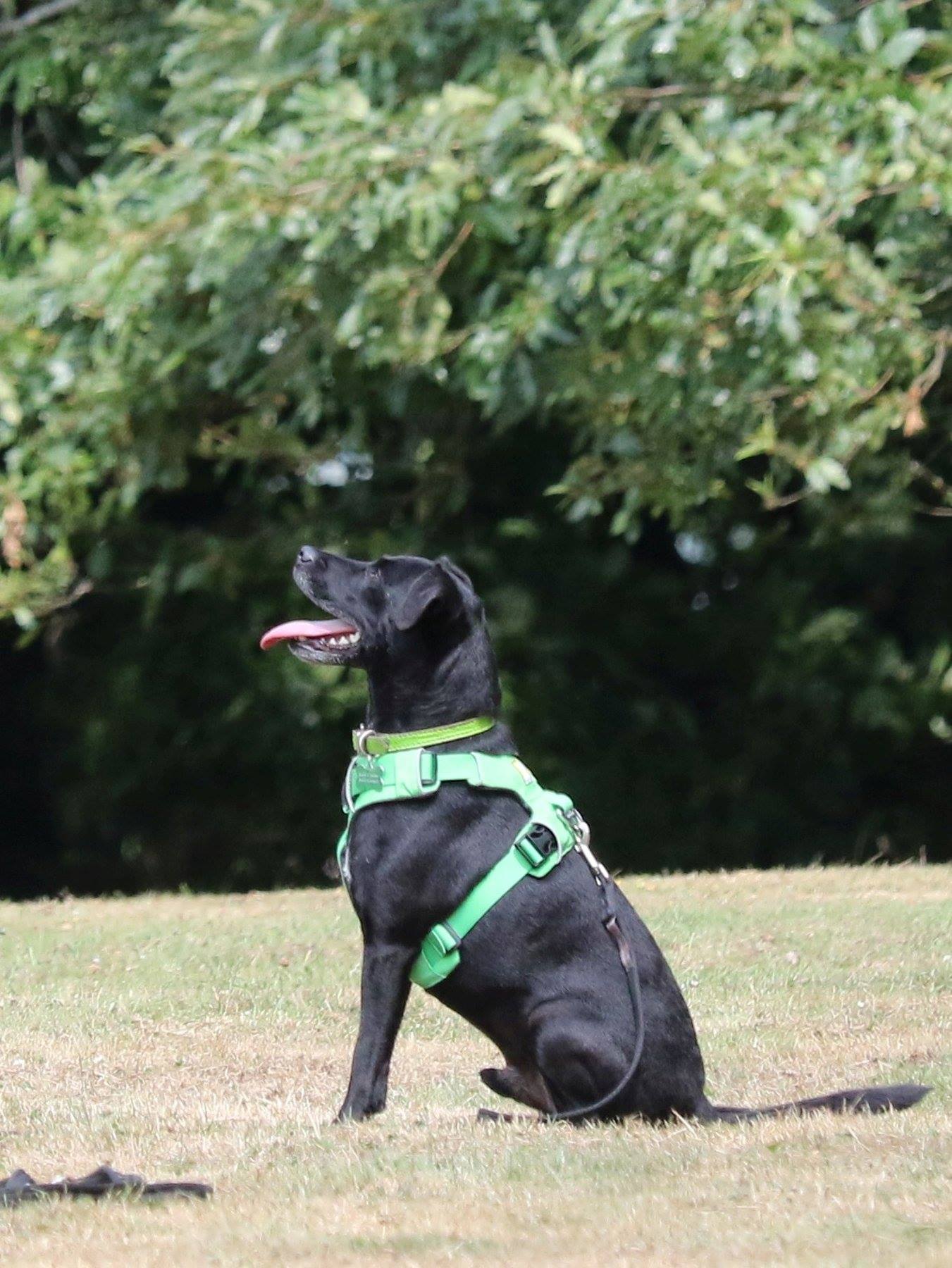 A black Patterdale terrier looking at his handler who is just out of shot very happily, his tongue is hanging out and the sun is shining.