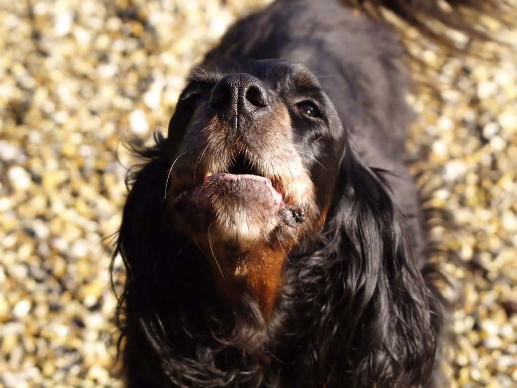 dog, barking, portrait