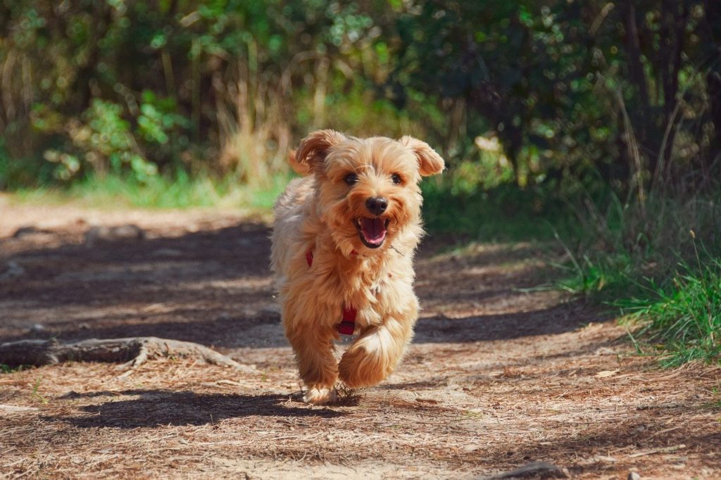 dog, puppy, yorkie