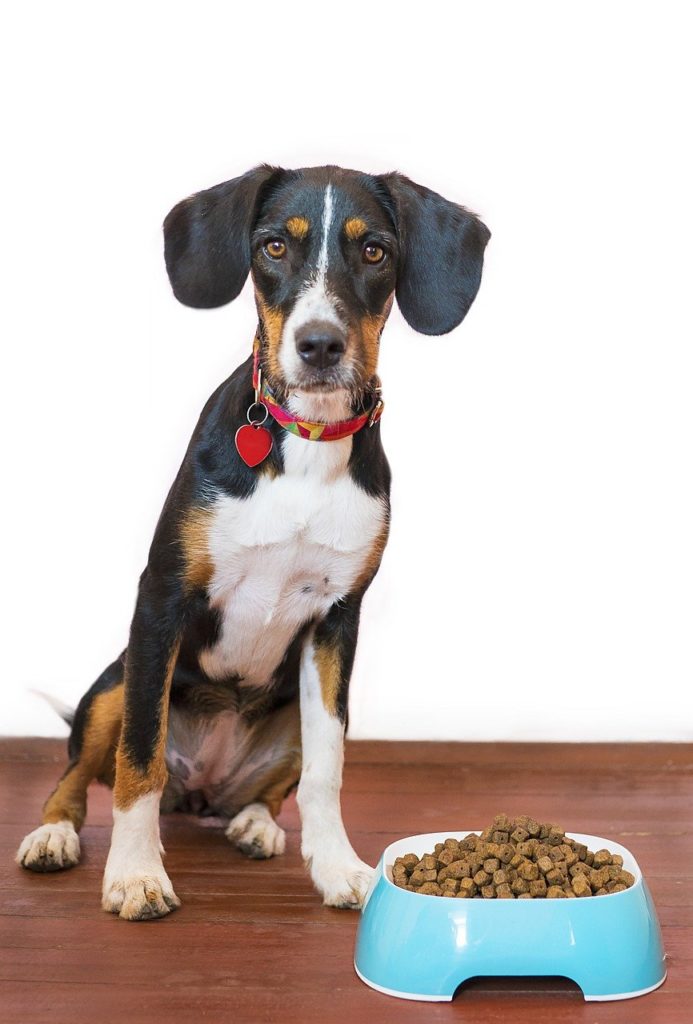 dog, pet, food