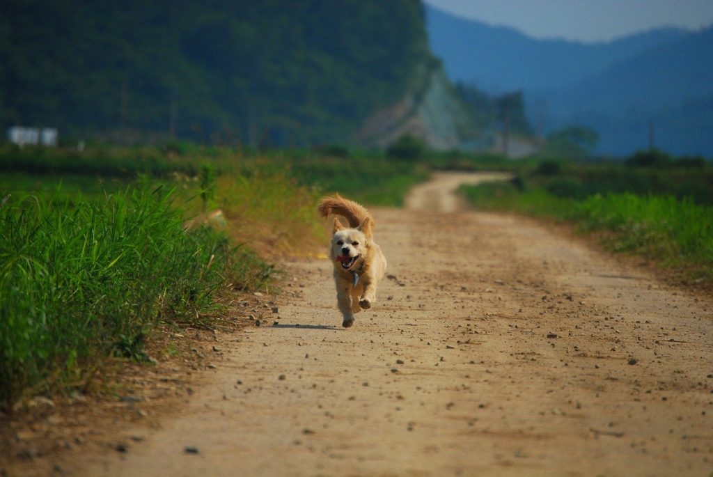 puppy, dog, running