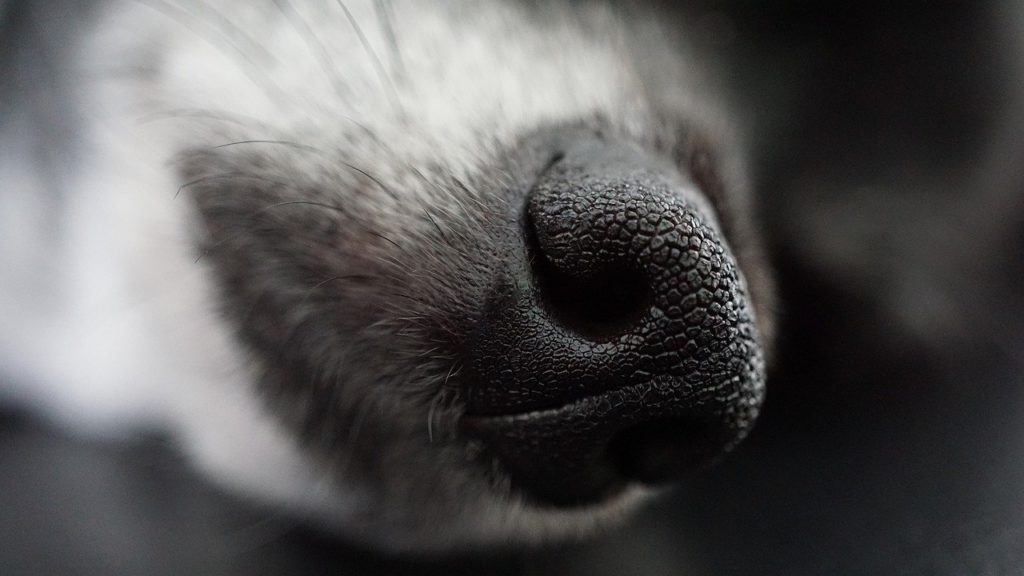 dog, nose, macro