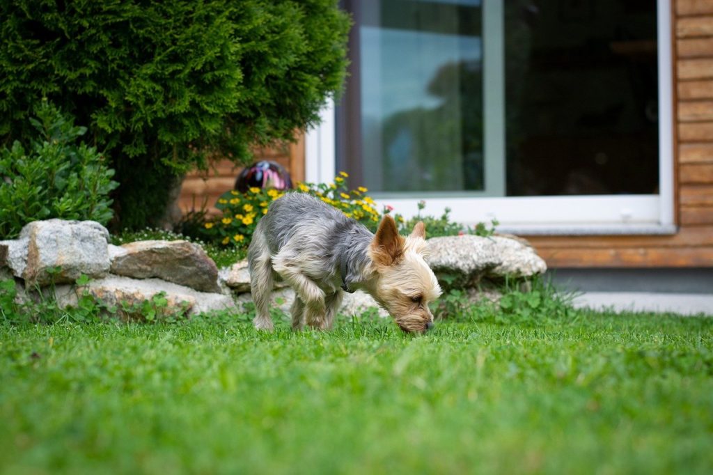 dog, small, yorki