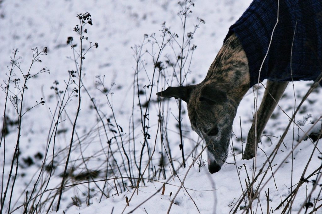 dog, snow, hunt