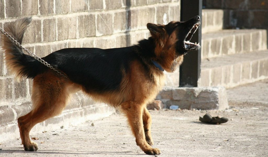 german shepherd, dog, barking