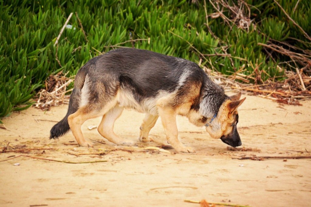 german shepherd, sniffing dog, k9