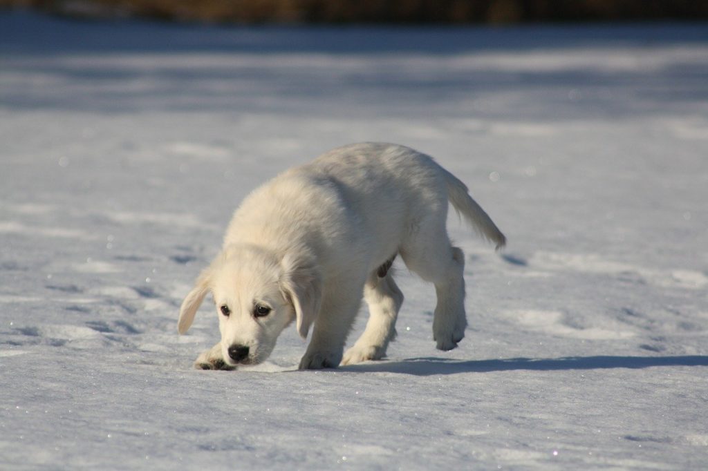 golden retriever, puppy, dog