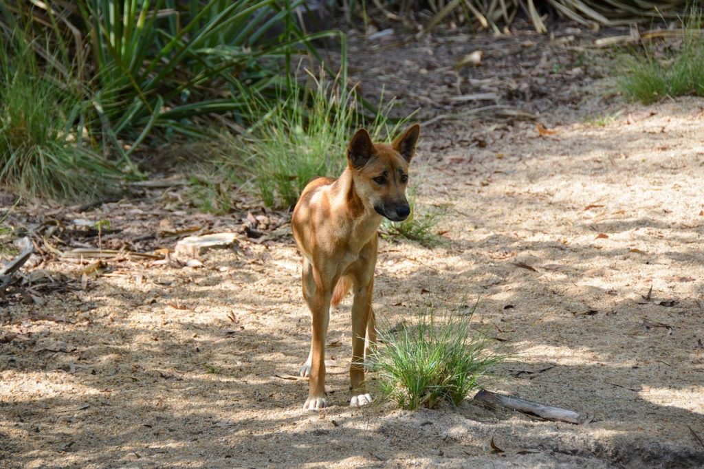 dingo, dog, animal