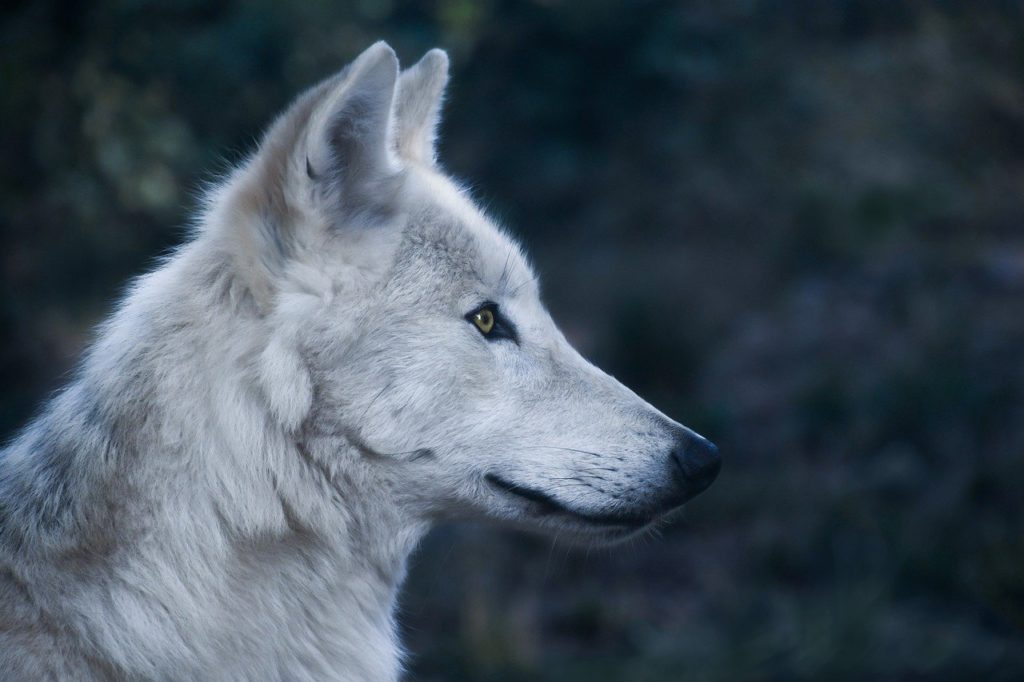 wolf, head, profile