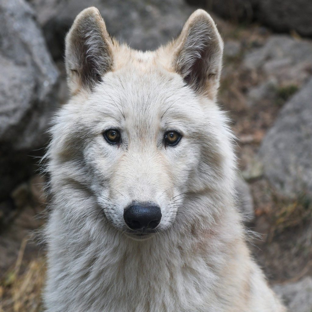 wolf, portrait, predator