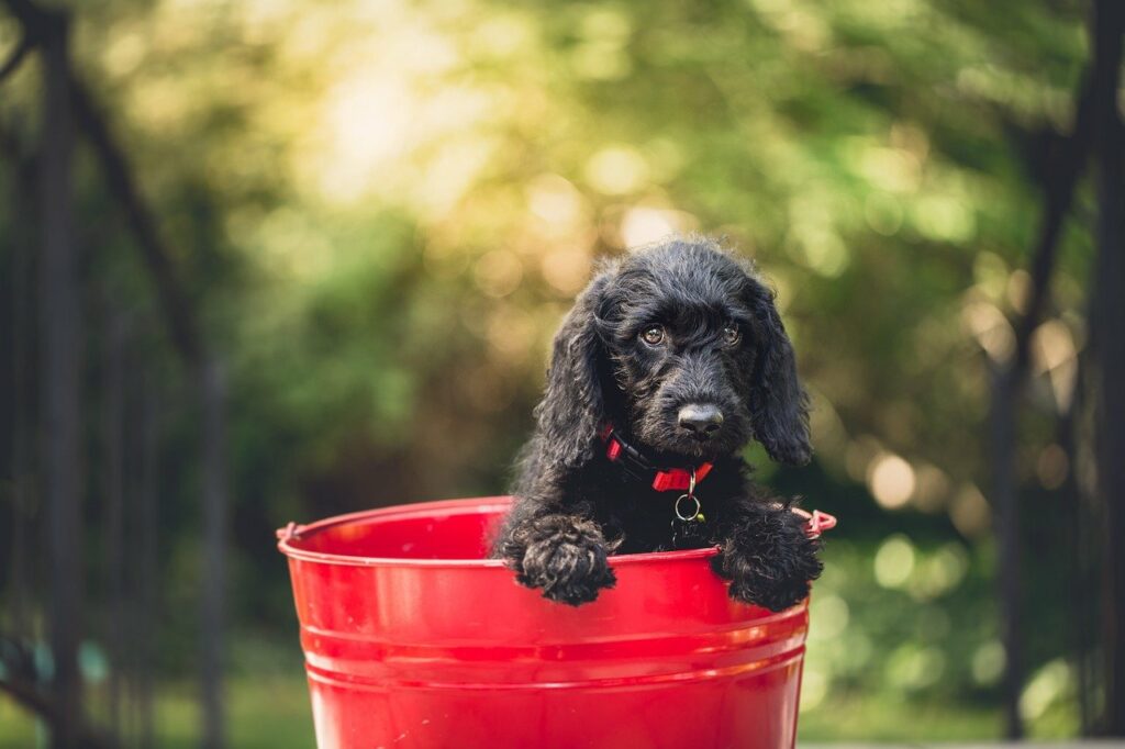 adorable, dog, bucket