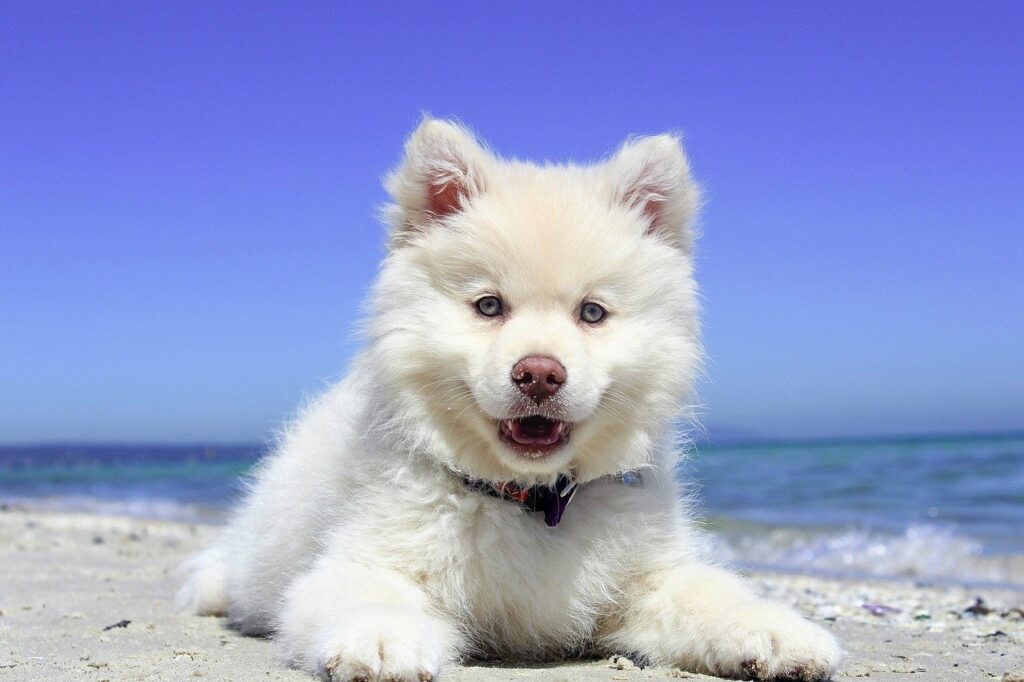 beach, puppy, dog