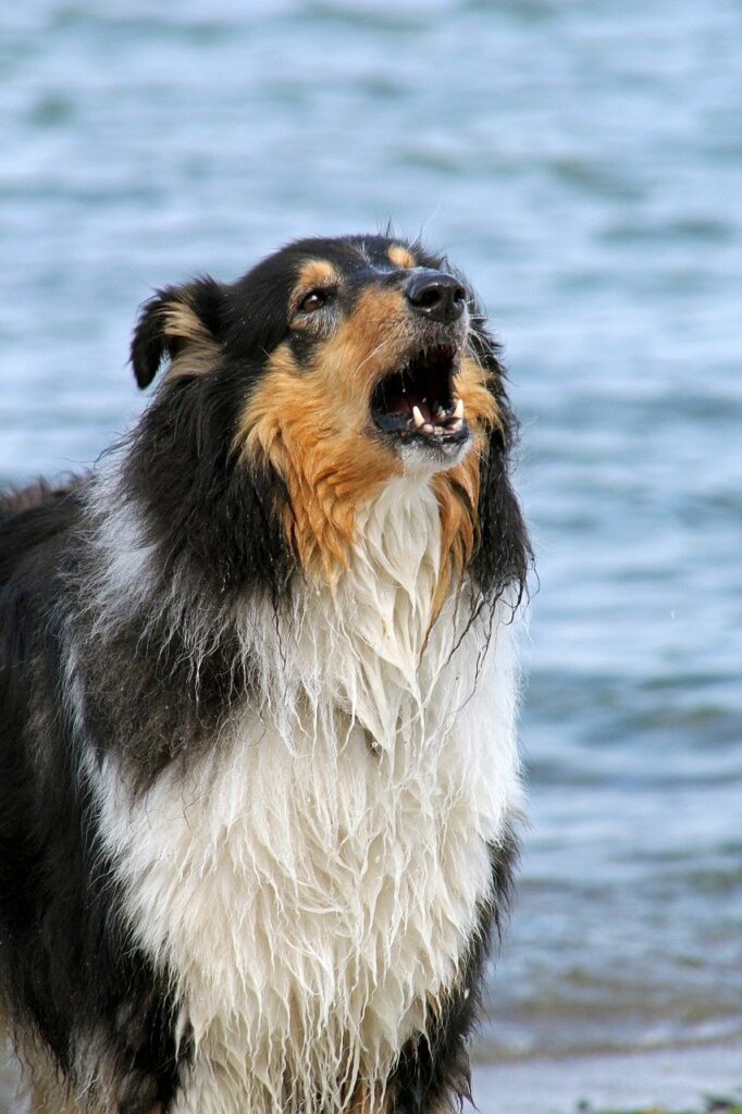 collie, dog, water