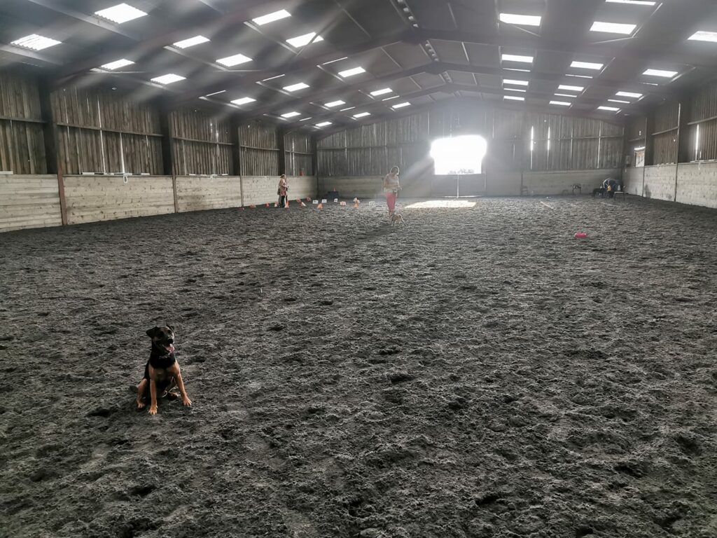 A black and tan Patterdale terrier sat in an indoor riding school with a rally course behind him where other dogs are training