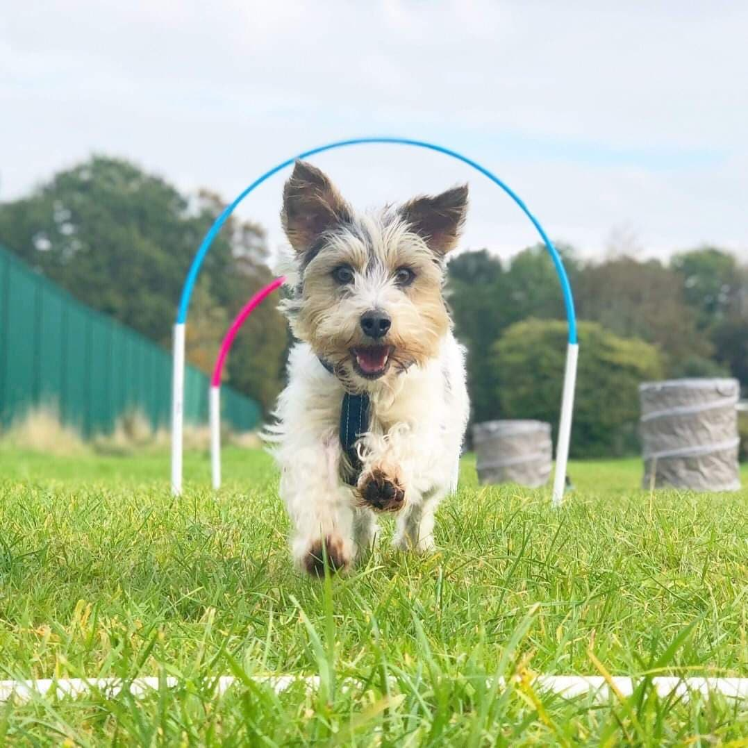 A Jack Russell terrier mix happily running through some hoopers hoops with barrels in the background.