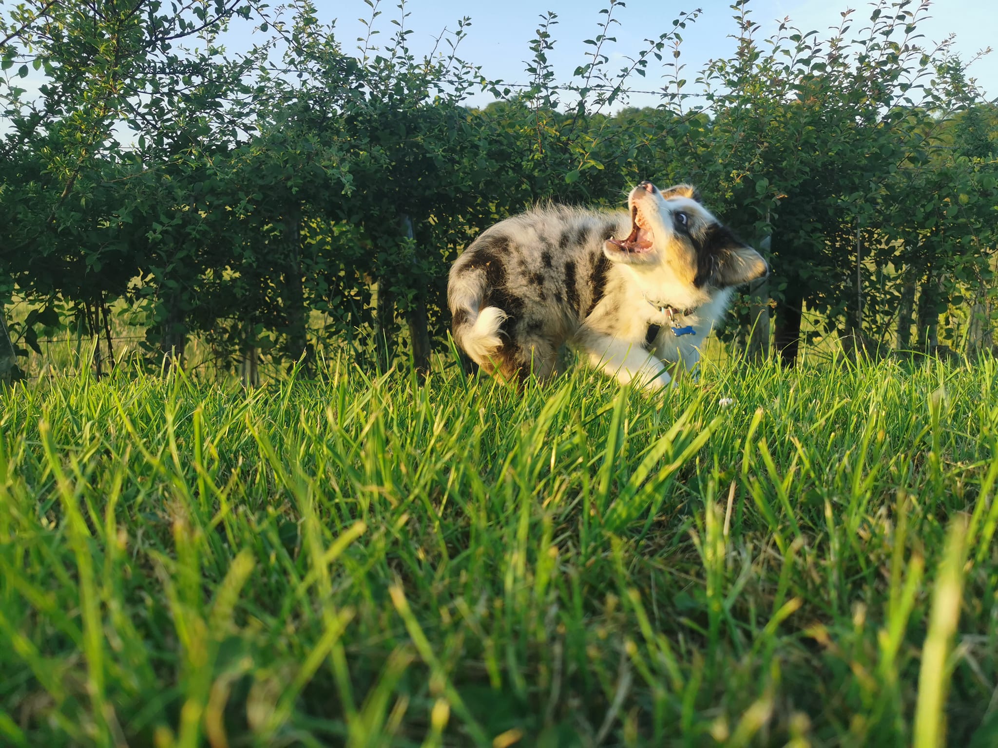 A blue merle Australian shepherd puppy trying to chase and bite her tail in front of a hedge in evening summer sunlight