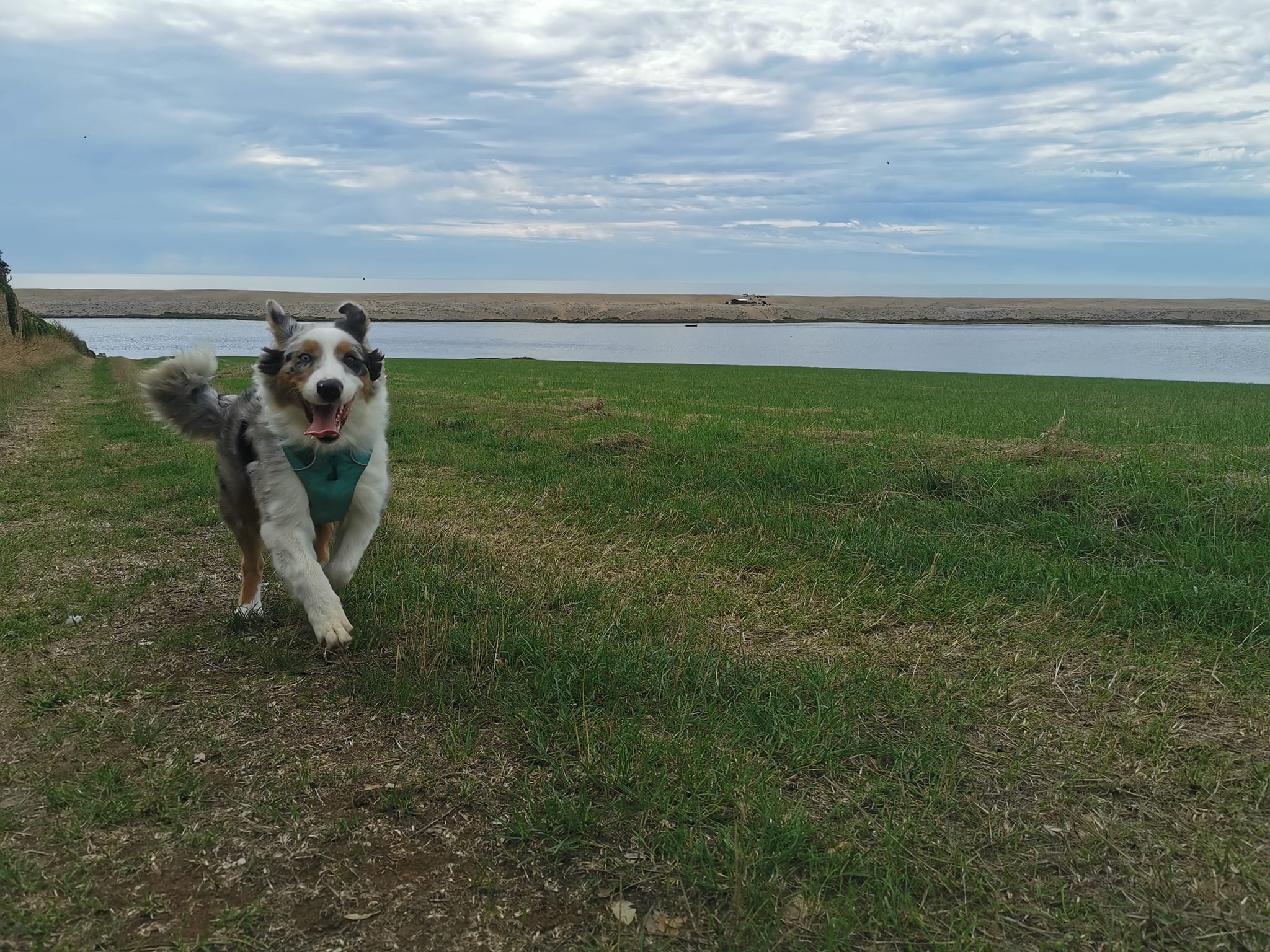 A blue merle tri Australian Shepherd dog running towards the camera happily. The dog is in a field with the sea in the background.