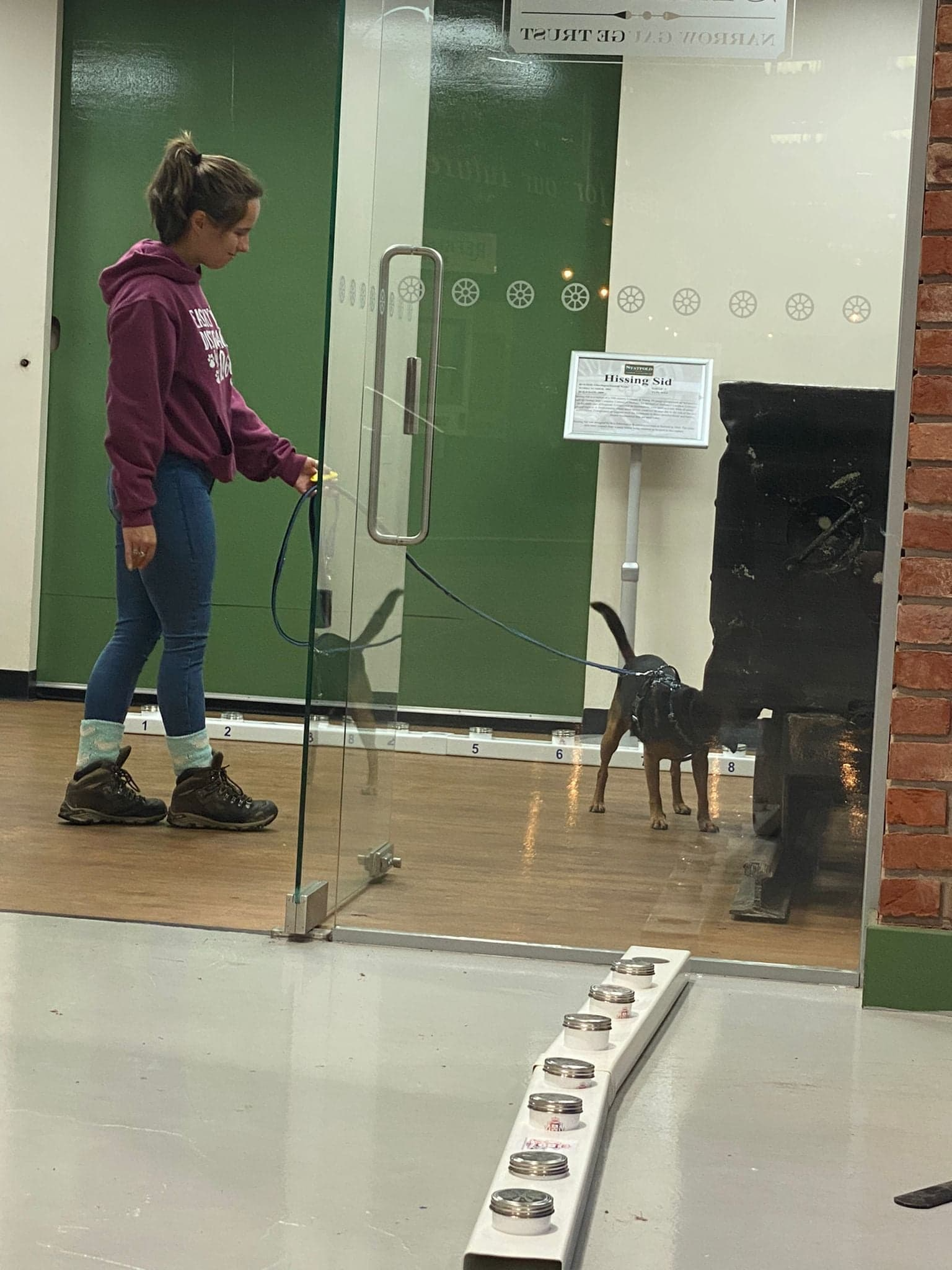 A black and tan Patterdale terrier searching a small train carriage in a museum with his female owner handling him and smiling down at him whilst he works the search.