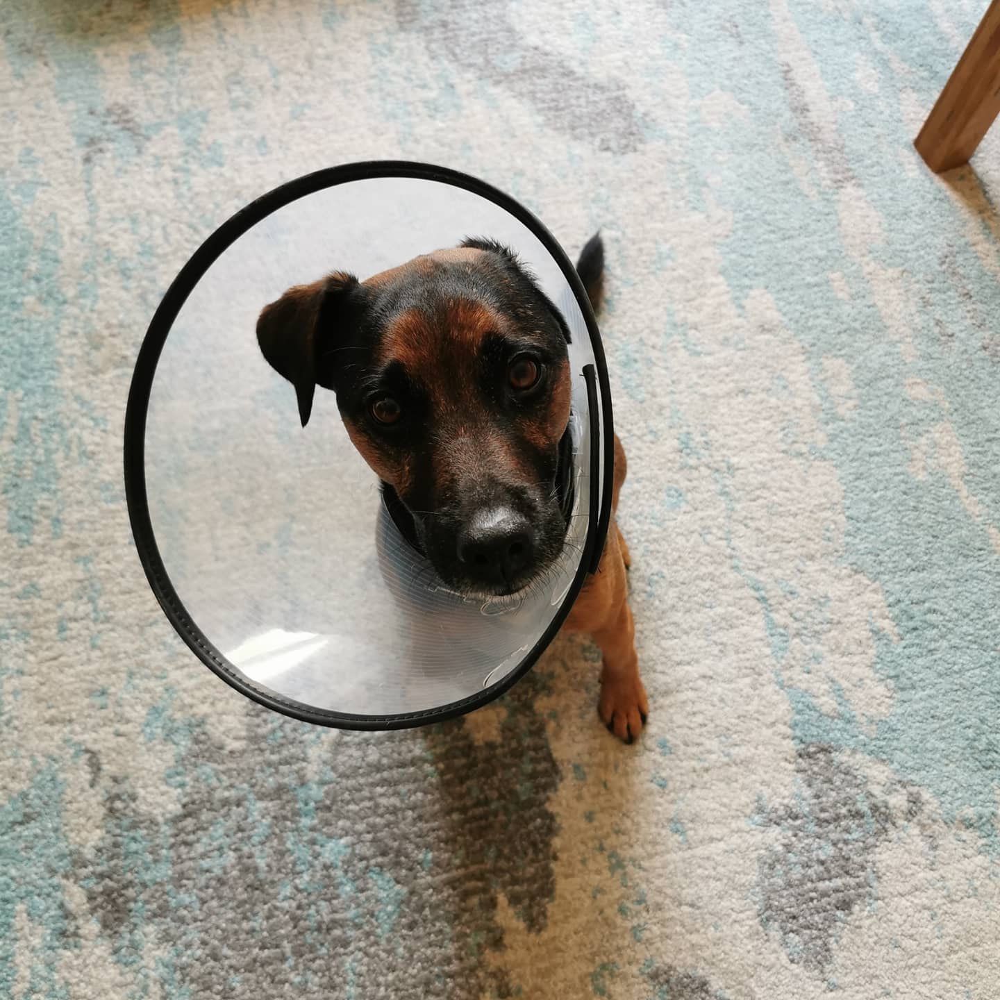 A black and tan Patterdale terrier wearing a cone that dogs have to wear after operations to stop them licking wounds and preventing them healing. The dog is sat looking up at the camera.