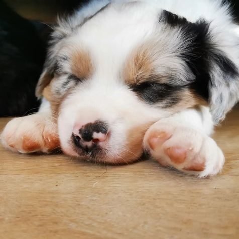 A blue merle tri coloured Australian Shepherd puppy asleep at 5 weeks old.