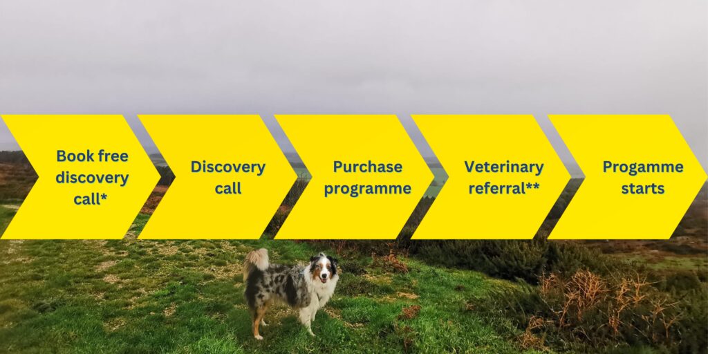 A roadmap depicting how our booking process works with a Blue Merle Tricolour Australian Shepherd stood at the top of a valley with trees and lush nature behind her. The roadmap starts at book free discovery call, moves to have discovery call, moves to purchase programmes, then veterinary referral and ends with programme starts.
