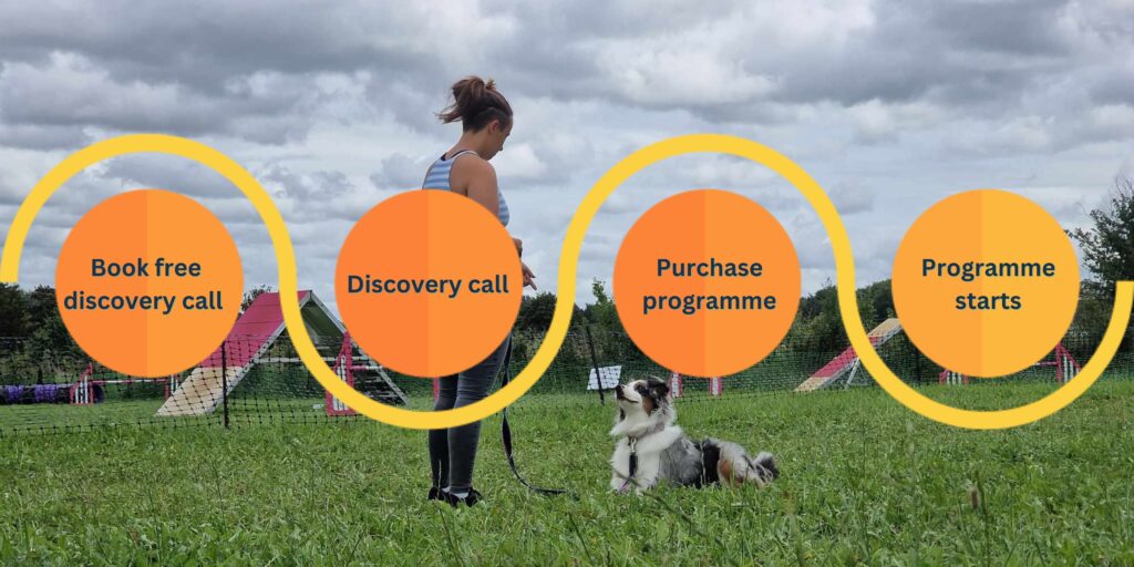 A roadmap depicting how our booking process works with a Blue Merle Tricolour Australian Shepherd laying on the grass, looking at her trainer with an agility ring behind them at an agility show. The roadmap starts at book free discovery call, moves to have discovery call, moves to purchase programmes, and ends with programme starts.