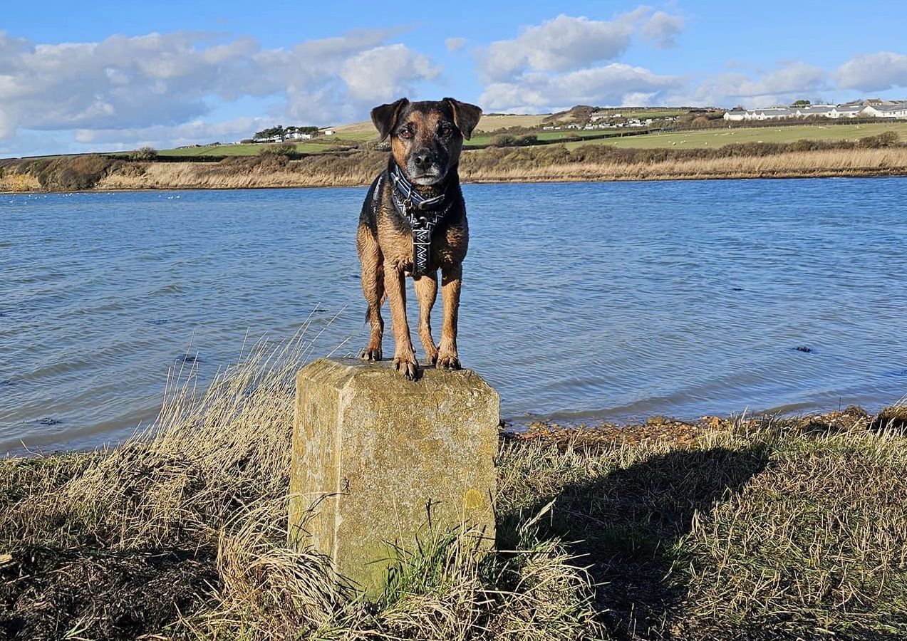 A black and tan Patterdale terrier facing the camera whilst stood on a mileage marker in front of the sea.