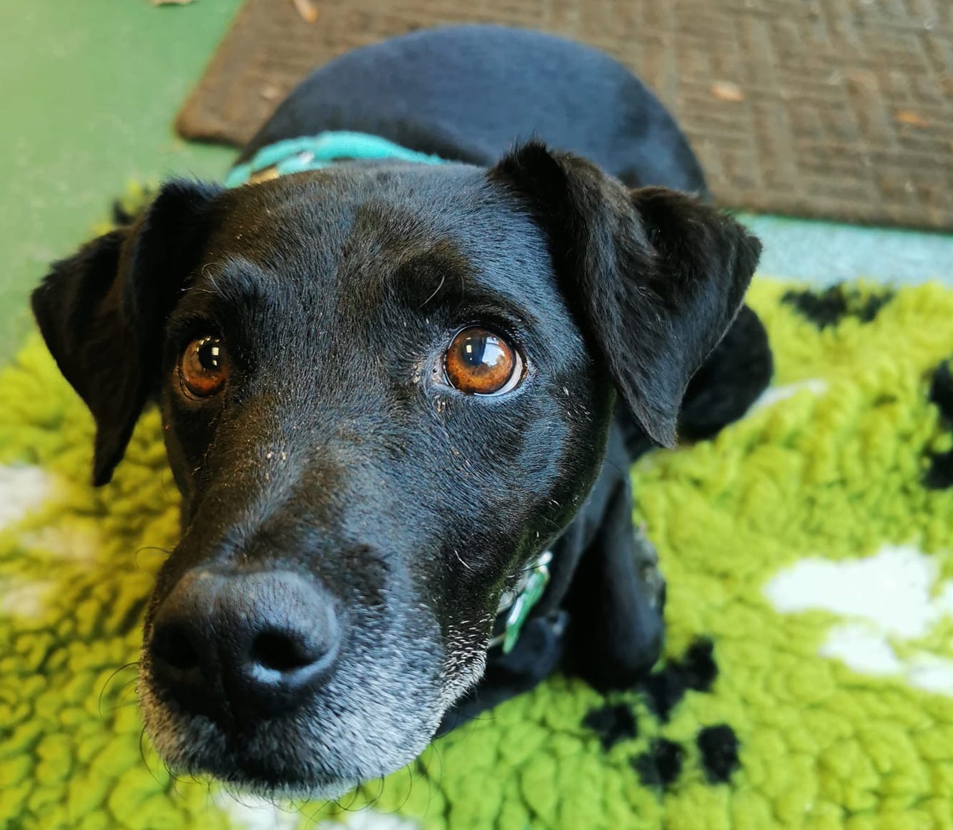 A black Patterdale terrier laying on a green piece of vet bed that has a paw print pattern on it. The terrier is staring into the camera looking very cute