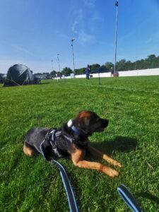 A black and tan Patterdale terrier laying on the grass at a dog show. It's a lovely sunny day and you can see the rings in the background