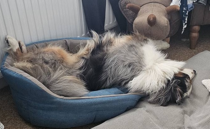 A blue merle tricolour Australian Shepherd sleeping upside down in a bed that's far too small for her.