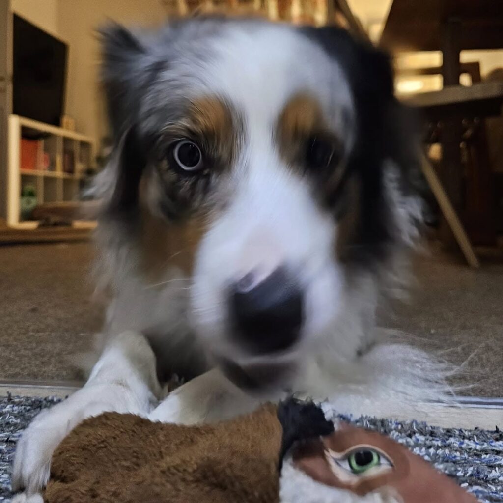 A blue merle Australian Shepherd in the middle of zoomies. Her face is slightly out of focus except for one eye, where her pupil is incredibly dilated.