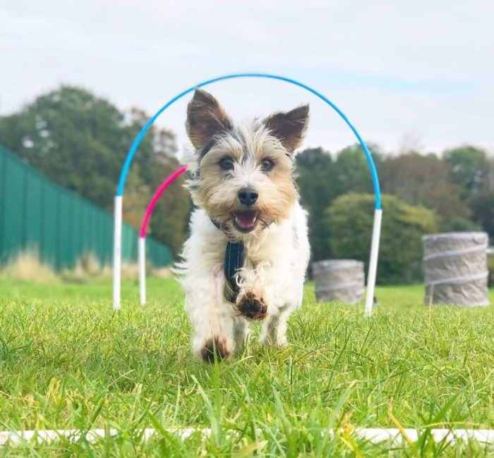 A Jack Russell terrier mix happily running through some hoopers hoops with barrels in the background.