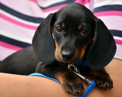 dachshund, puppy, young animal